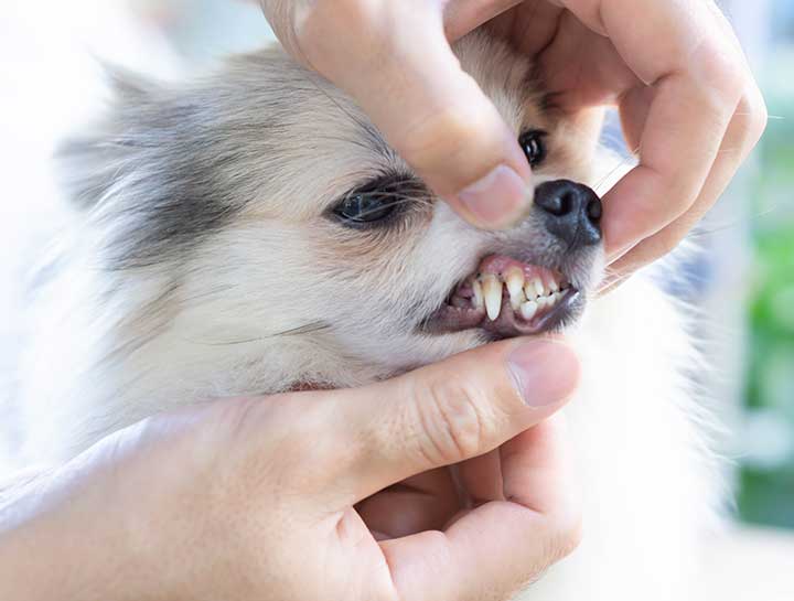 Pet Dental Care